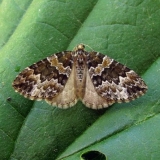 Bolesti jorgovana: lišće, deblo, kako liječiti